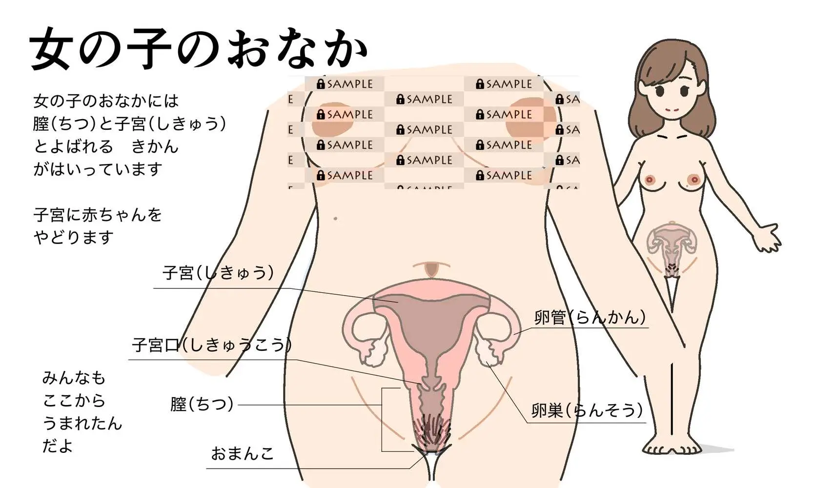 わたしたちのからだ〜こどもができるしくみ〜 - ページ14